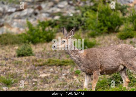 Bellissimi cervi mulattieri osservati in estate dal Banff National Park, Alberta. Foto Stock