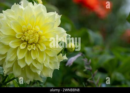 Primo piano di un canarino fubuki dahlia in fiore Foto Stock