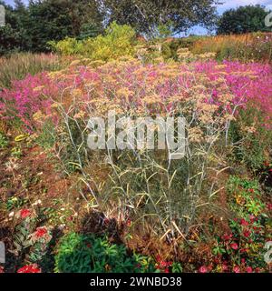 Giardino al confine con Foeniculum vulgare (finocchio comune) in primo piano e Lythrum virgatum (wand loosestrife) fiori dietro, agosto, Inghilterra, Regno Unito Foto Stock