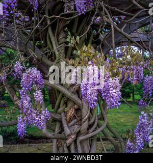 Vecchia e matura Wisteria che mostra rami di vite contorti e fiori di lilla a maggio, Leicestershire, Inghilterra, Regno Unito Foto Stock