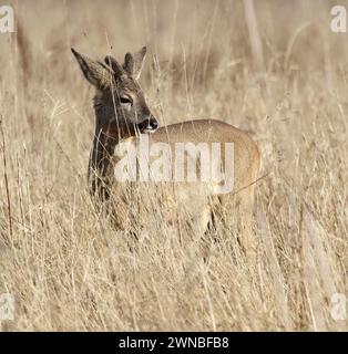 Uno Young Roe Deer buck (Capreolus capreolus) nella prateria delle Cotswold Hills nel Regno Unito Foto Stock