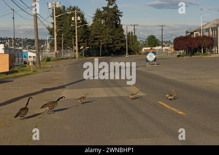 Genitori di oche canadesi e gosling durante l'estate su e intorno a una strada a Seattle Fishermans Terminal Washington, Stati Uniti Foto Stock