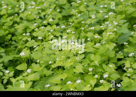 La senape all'aglio (Alliaria petiolata) fiorita in un parco Foto Stock