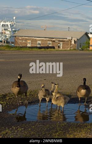 Genitori di oche canadesi e gosling durante l'estate su e intorno a una strada a Seattle Fishermans Terminal Washington, Stati Uniti Foto Stock