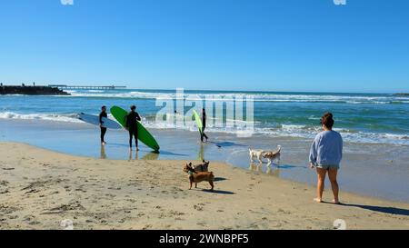 L'originale Dog Beach di San Diego, California, è famosa a livello nazionale e una delle prime spiagge ufficiali senza guinzaglio negli Stati Uniti: I surfisti. Foto Stock