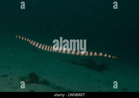 Banded Sea Krait Laticauda colubrina nel Mare delle Filippine Foto Stock