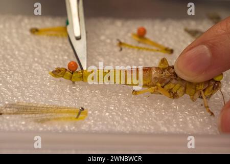 Effettuare un'incisione con un bisturi su una locusta del deserto (Schistocerca gregaria) a metà dissezione (esaminando il sistema di scambio del gas) in una scuola secondaria del Regno Unito. Foto Stock