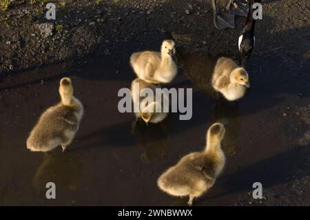 Genitori di oche canadesi e gosling durante l'estate su e intorno a una strada a Seattle Fishermans Terminal Washington, Stati Uniti Foto Stock