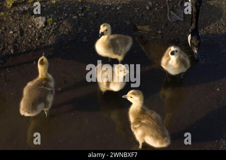 Genitori di oche canadesi e gosling durante l'estate su e intorno a una strada a Seattle Fishermans Terminal Washington, Stati Uniti Foto Stock