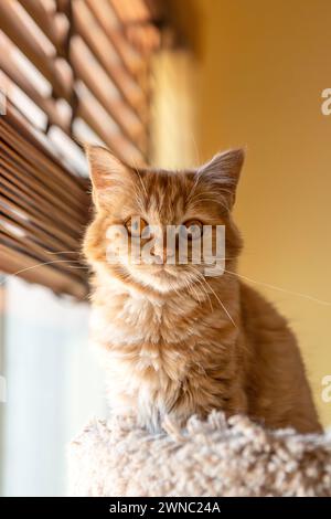 Gattino arancione Tabby Foto Stock