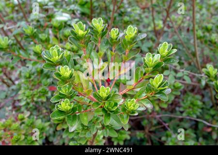 L'azalea giapponese rami con foglie. Germoglio vegetale sotto forma di corona. Foto Stock