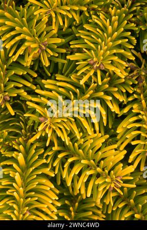 Abete Nordmann (Abies nordmanniana), Oregon Garden, Silverton, Oregon Foto Stock