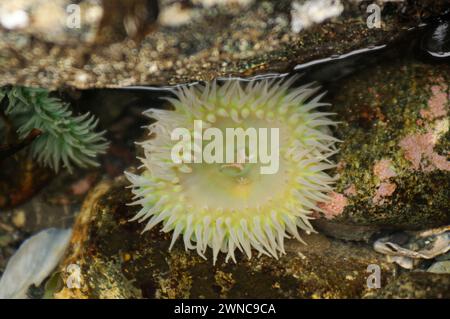 Anemoni gialli giganti verdi, Anthopleura xanthogrammica, presso Point of Arches nell'Olympic National Park, Washington State, USA Foto Stock