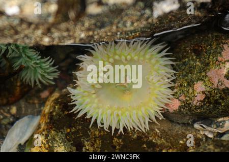 Anemoni gialli giganti verdi, Anthopleura xanthogrammica, presso Point of Arches nell'Olympic National Park, Washington State, USA Foto Stock