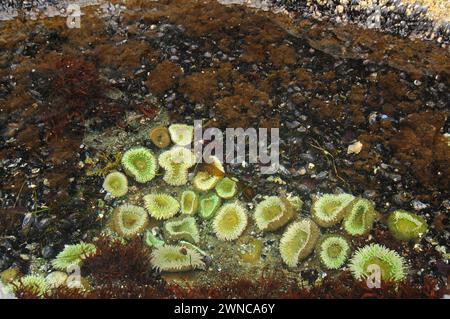 Anemoni gialli giganti verdi, Anthopleura xanthogrammica, presso Point of Arches nell'Olympic National Park, Washington State, USA Foto Stock