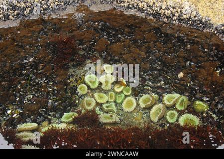 Anemoni gialli giganti verdi, Anthopleura xanthogrammica, presso Point of Arches nell'Olympic National Park, Washington State, USA Foto Stock