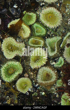 Anemoni gialli giganti verdi, Anthopleura xanthogrammica, presso Point of Arches nell'Olympic National Park, Washington State, USA Foto Stock