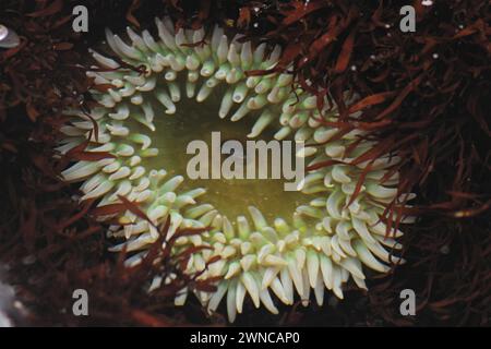 Anemoni gialli giganti verdi, Anthopleura xanthogrammica, presso Point of Arches nell'Olympic National Park, Washington State, USA Foto Stock