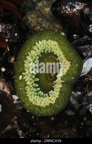 Anemoni gialli giganti verdi, Anthopleura xanthogrammica, presso Point of Arches nell'Olympic National Park, Washington State, USA Foto Stock