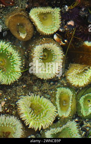 Anemoni gialli giganti verdi, Anthopleura xanthogrammica, presso Point of Arches nell'Olympic National Park, Washington State, USA Foto Stock