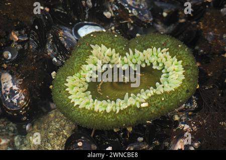 Anemoni gialli giganti verdi, Anthopleura xanthogrammica, presso Point of Arches nell'Olympic National Park, Washington State, USA Foto Stock