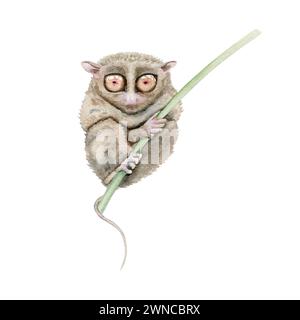 Tarsier. Elemento illustrazione acquerello isolato su sfondo bianco. Dipinto dipinto a mano di animali notturni indigeni delle Filippine in pericolo di estinzione di Bohol Foto Stock