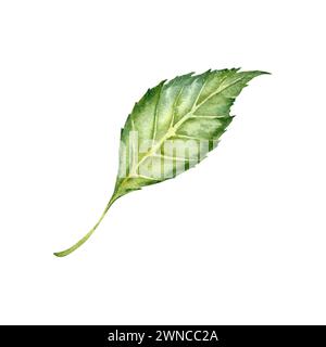 Foglia verde acquerello di fiore di ibisco. Illustrazione dipinta a mano di una parte di pianta isolata su sfondo bianco. Tè all'ibisco, fogliame floreale Foto Stock