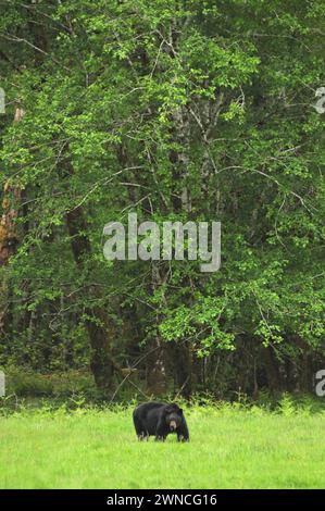 L'orso nero Urus americanus mangia erba in un campo nella foresta pluviale vicino al lago quinalt Olympic National Park, stato di Washington, Stati Uniti Foto Stock