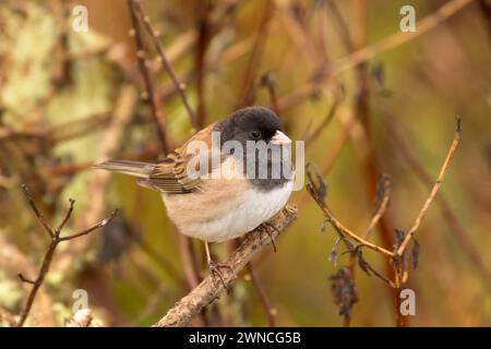 dark-eyed junco (Junco hyemalis), William Finley National Wildlife Refuge, Oregon Foto Stock