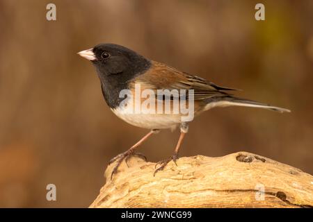 dark-eyed junco (Junco hyemalis), William Finley National Wildlife Refuge, Oregon Foto Stock