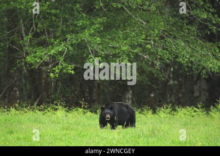 L'orso nero Urus americanus mangia erba in un campo nella foresta pluviale vicino al lago quinalt Olympic National Park, stato di Washington, Stati Uniti Foto Stock