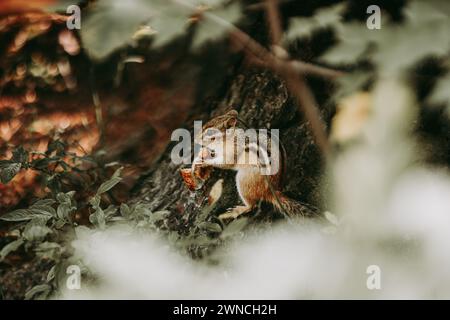 Chipmunk siberiano che mangia pane Foto Stock