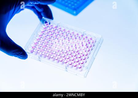 Mano che regge la piastra a 96 pozzetti Foto Stock