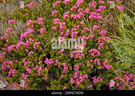 Delicati cespugli d'Erica Pink Mountain in piena fioritura vicino alla cima del Monte Bandera Cascades Washinton State USA Foto Stock