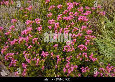 Delicati cespugli d'Erica Pink Mountain in piena fioritura vicino alla cima del Monte Bandera Cascades Washinton State USA Foto Stock