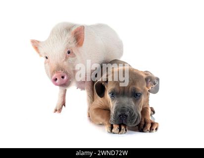 cucciolo di mastiff italiano e maiale di fronte a sfondo bianco Foto Stock