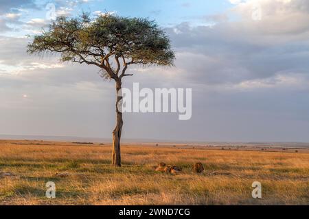 Savannah con leone a Maasai Mara, Kenya. Foto Stock