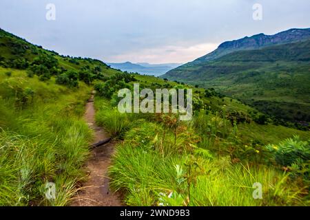 Sentiero che conduce attraverso la verde erba estiva delle praterie Afromontane dei Monti Drakensberg in Sudafrica. I Monti Drakensberg per Foto Stock