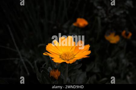 Gerbera jamesonii è una specie di fioritura delle piante in genere Gerbera Foto Stock