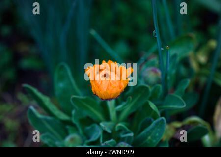 Gerbera jamesonii è una specie di fioritura delle piante in genere Gerbera Foto Stock