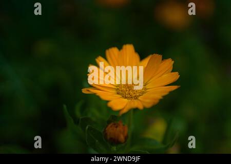 Gerbera jamesonii è una specie di fioritura delle piante in genere Gerbera Foto Stock