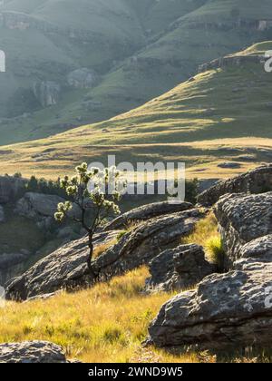 Un unico cespuglio di Protea, illuminato dalla luce del tardo pomeriggio che cresce tra i massi sulle pendici erbose dei Monti Drakensberg Foto Stock