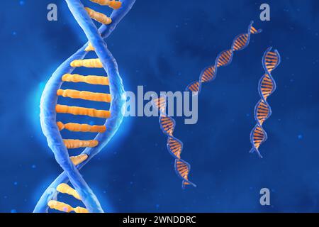 Molecola di DNA con spirale a doppio polinucleotide - Vista isometrica illustrazione 3d. Foto Stock