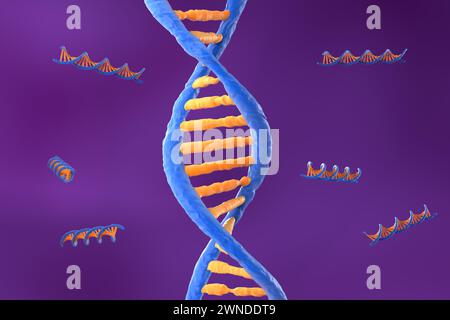 Molecola di DNA con spirale a doppio polinucleotide - Vista isometrica illustrazione 3d. Foto Stock