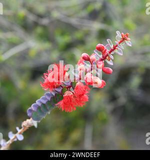 Verticordia grandis o Scarlet Featherflower nel Lesueur National Park, Washington Foto Stock