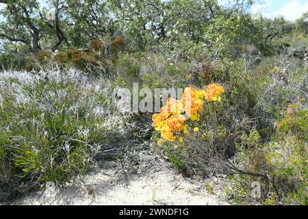 La Verticordia endlicheriana è una pianta in fiore della famiglia myrtaceae Foto Stock