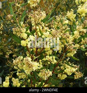 Fioritura di eucalipto lungo il sentiero escursionistico di Stirling Range NP, Washington Foto Stock