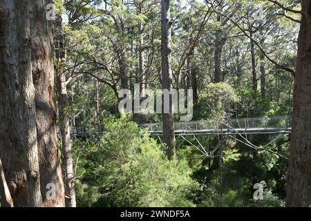 Passeggiata in cima agli alberi nella Valle dei Giganti a Walpole-Nornalup NP, Washington Foto Stock