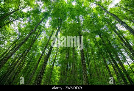 Le meravigliose foreste di Cansiglio in provincia di Belluno in Veneto Foto Stock