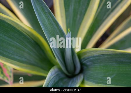 Pianura di piccole piante intorno alla casa Foto Stock
